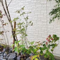画像2867
