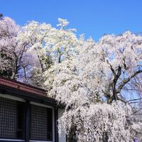 画像5275